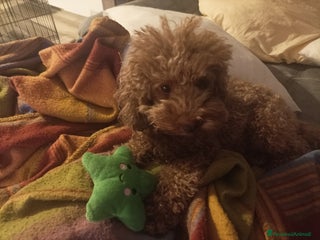 Barboncino Toy cani Barboncina Toy pedigree ENCI - Annuncio 3