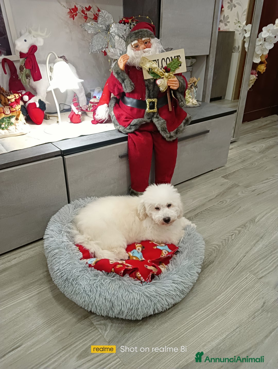 Meticcio cani in vendita: Maltipoo maschio  - Annuncio 5