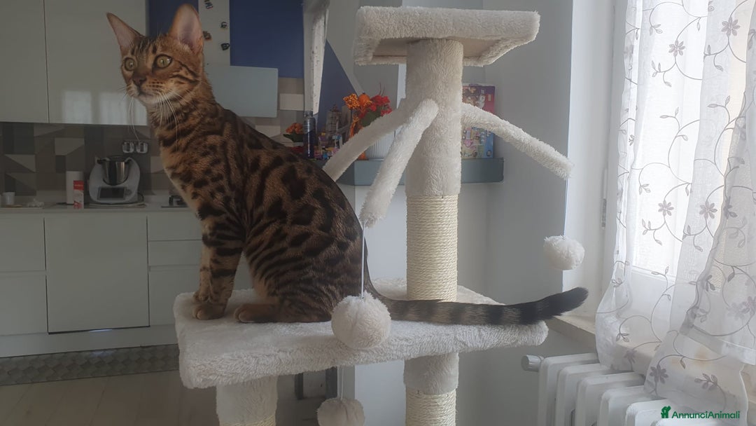 Immagine della galleria {{count}}