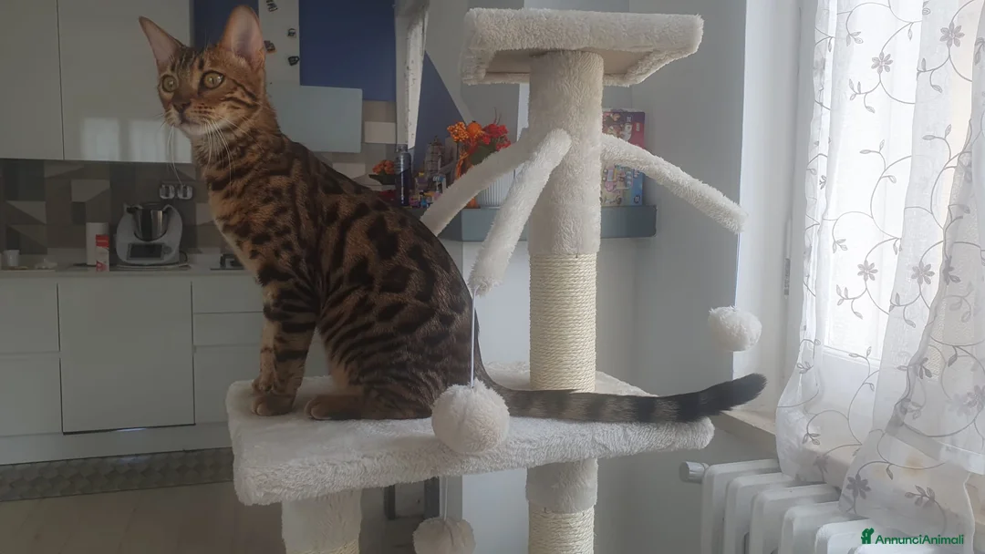 Immagine della galleria {{count}}