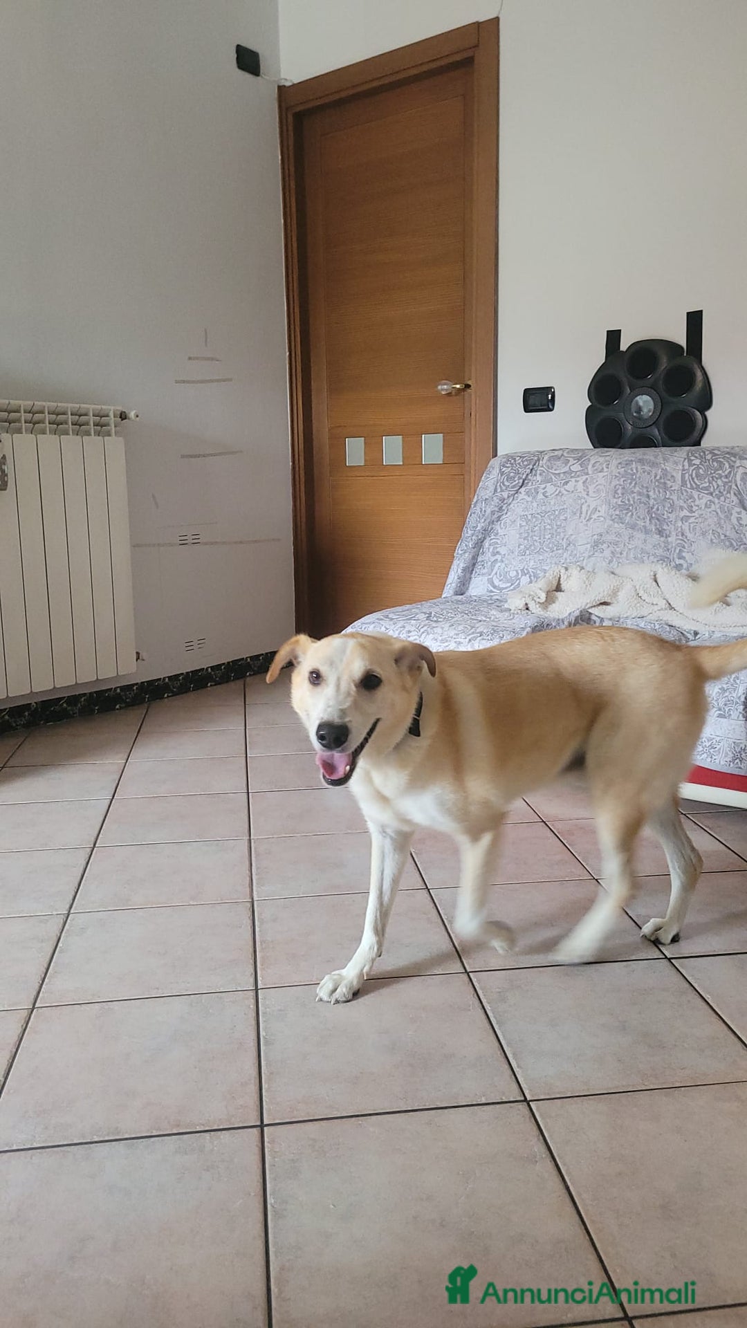 Meticcio cani in regalo: Splendido meticcio - CHARLIE - Annuncio 4