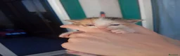 Meticcio gatti in regalo: Gattini - Annuncio 5