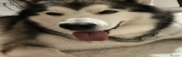 Alaskan Malamute cani per accoppiamento: CERCASI FEMMINA ALASKAN MALAMUTE PER ACCOPPIAMENTO a Città metropolitana di Roma Capitale - Annuncio 6