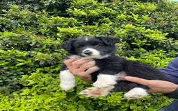 Bearded Collie cani in vendita: Cuccioli Border Collie cercano Famiglia a Provincia di Treviso - Immagine 13