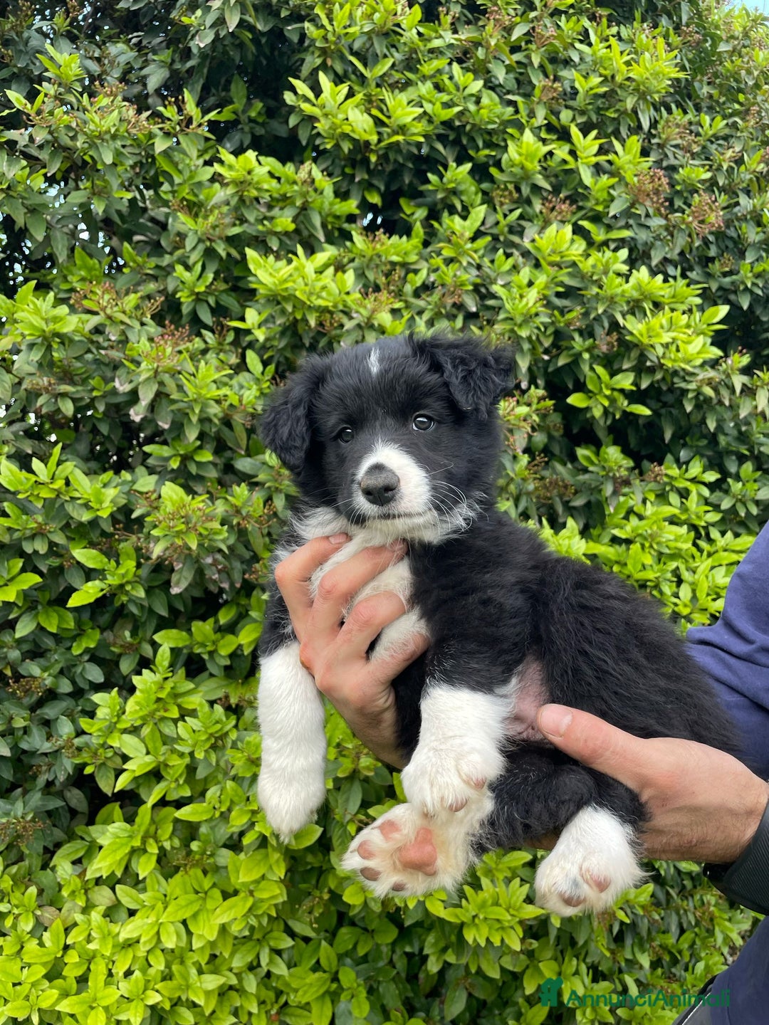Bearded Collie cani in vendita: Cuccioli Border Collie cercano Famiglia a Provincia di Treviso - Immagine 13