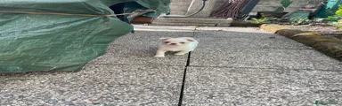 Chihuahua 3