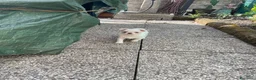 Chihuahua cani in vendita: Cuccioli Chihuahua - Annuncio 3