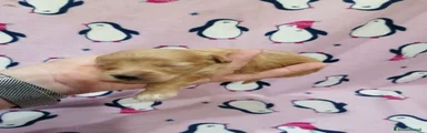 Maltipoo 3