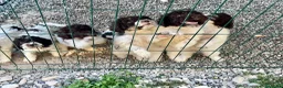 Lagotto cani in vendita: Cuccioli di lagotto  a Provincia di Piacenza - Annuncio 5
