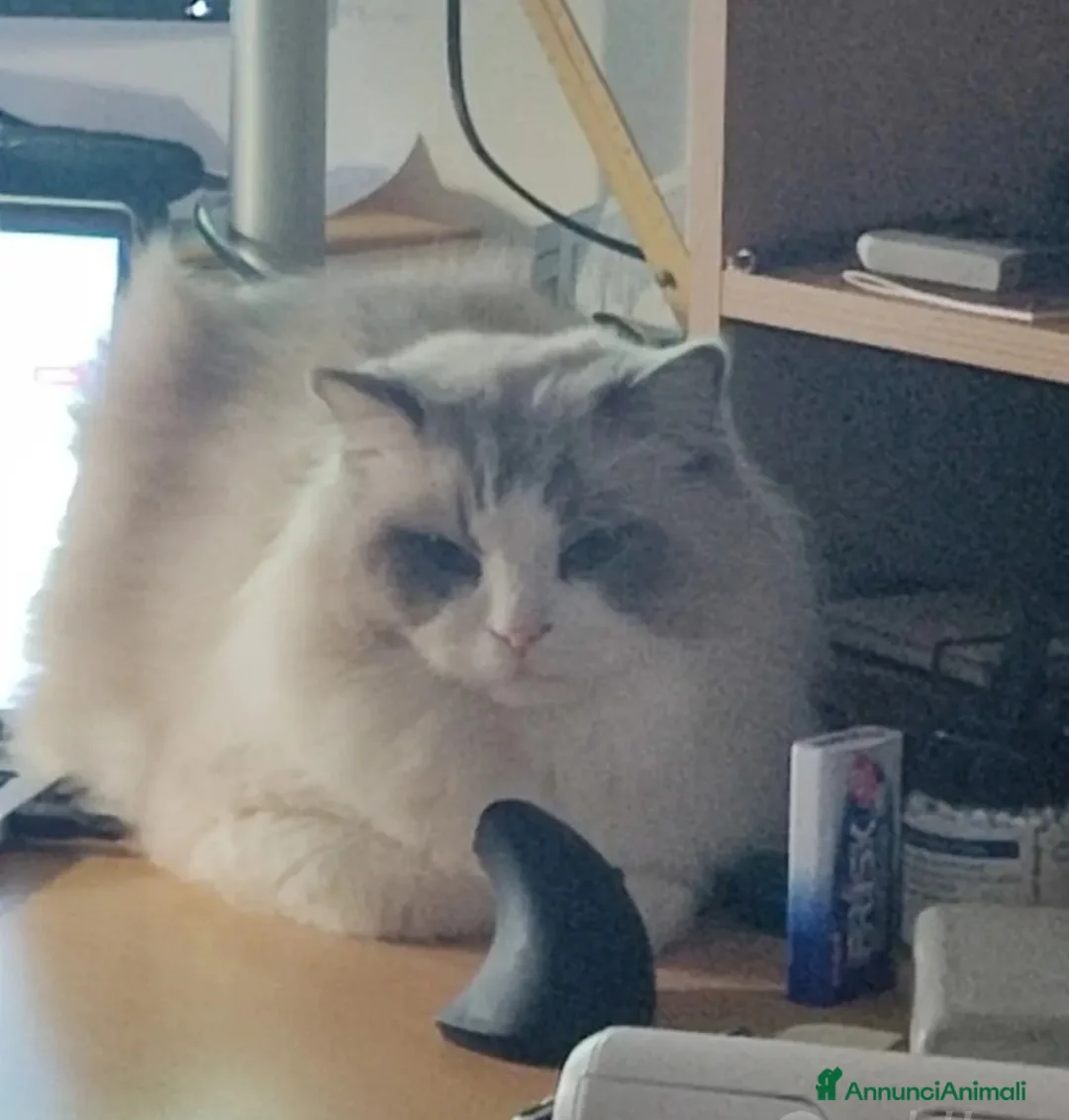 Ragdoll gatti per accoppiamento: Ragdoll maschio pedigree disponibile per monta  - Annuncio 2