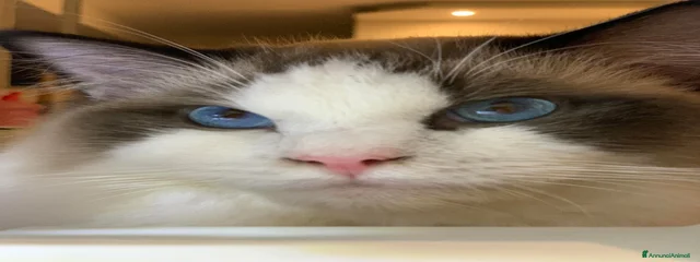 Simba