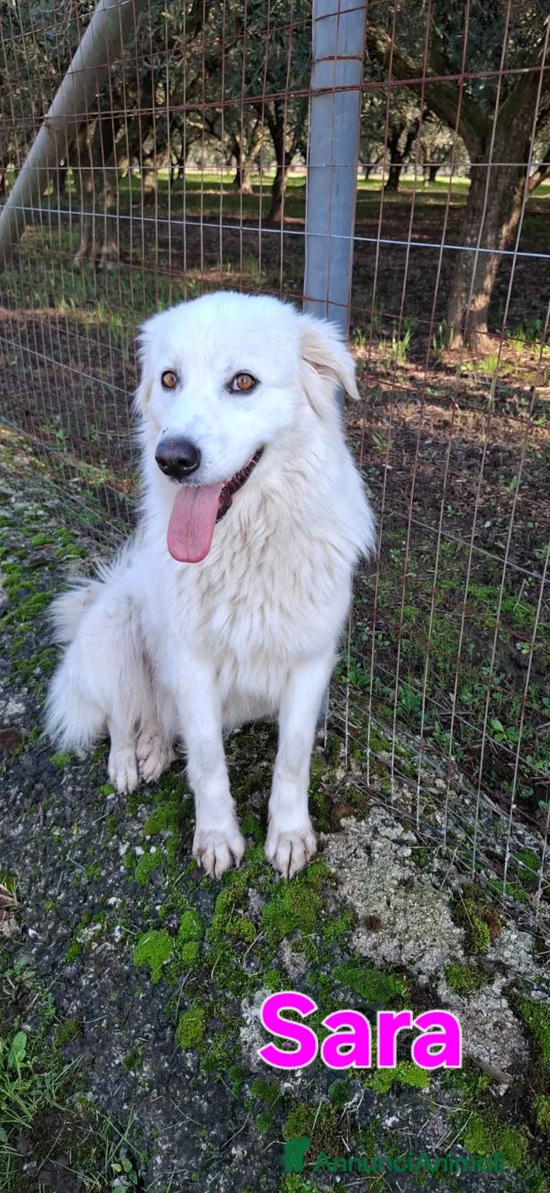 Meticcio cani in regalo: Sara una creatura meravigliosa  - Annuncio 1