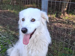 Meticcio cani Sara una creatura meravigliosa - Annuncio 1