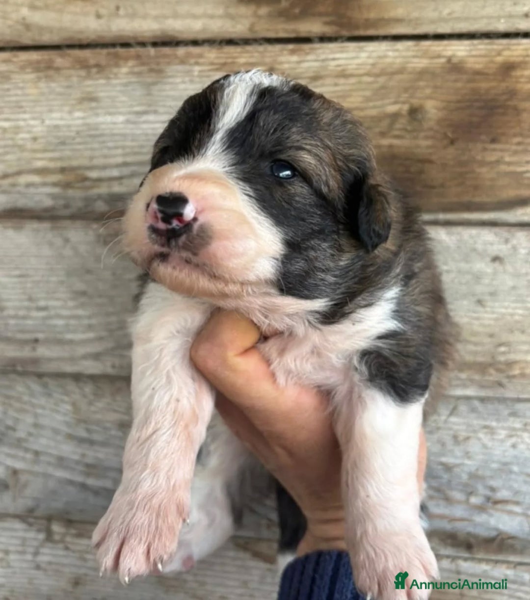 Meticcio cani in regalo: CESARE dolce cucciolo futura taglia media adozione - Annuncio 3