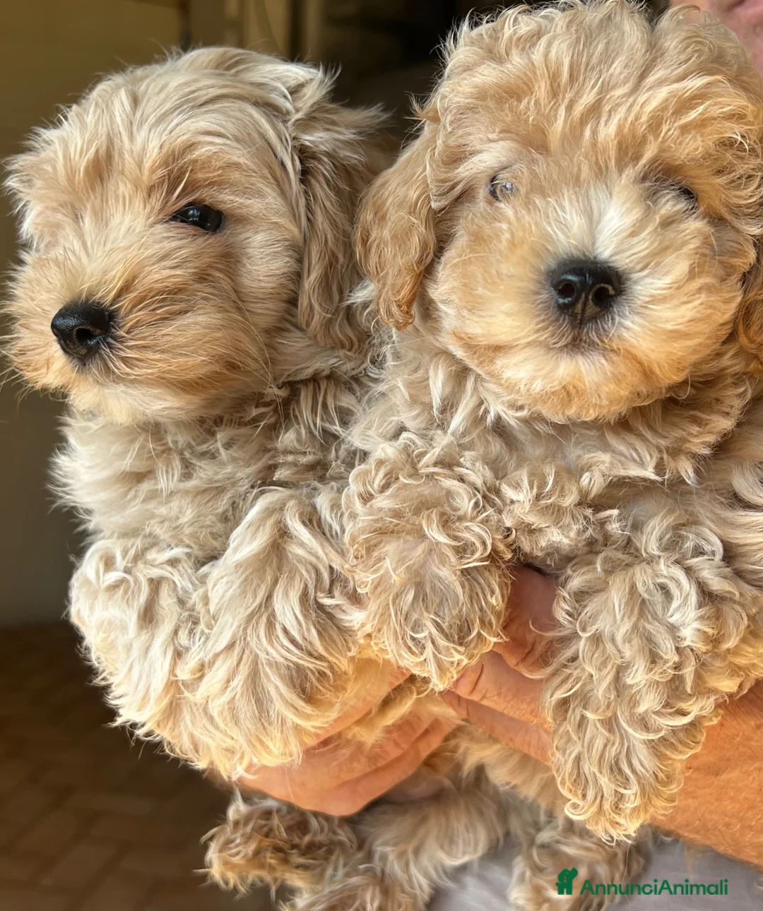 Maltipoo cani in vendita: Maltipoo - Annuncio 6