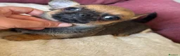 Chihuahua cani in vendita: Chihuahua femmina  - Annuncio 8