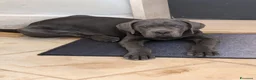 Cane Corso cani in vendita: Cucciola di cane corso!  - Annuncio 7