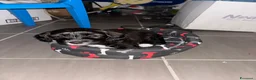 Bassotto cani in vendita: è un bassotto a pelo lungo - Annuncio 1