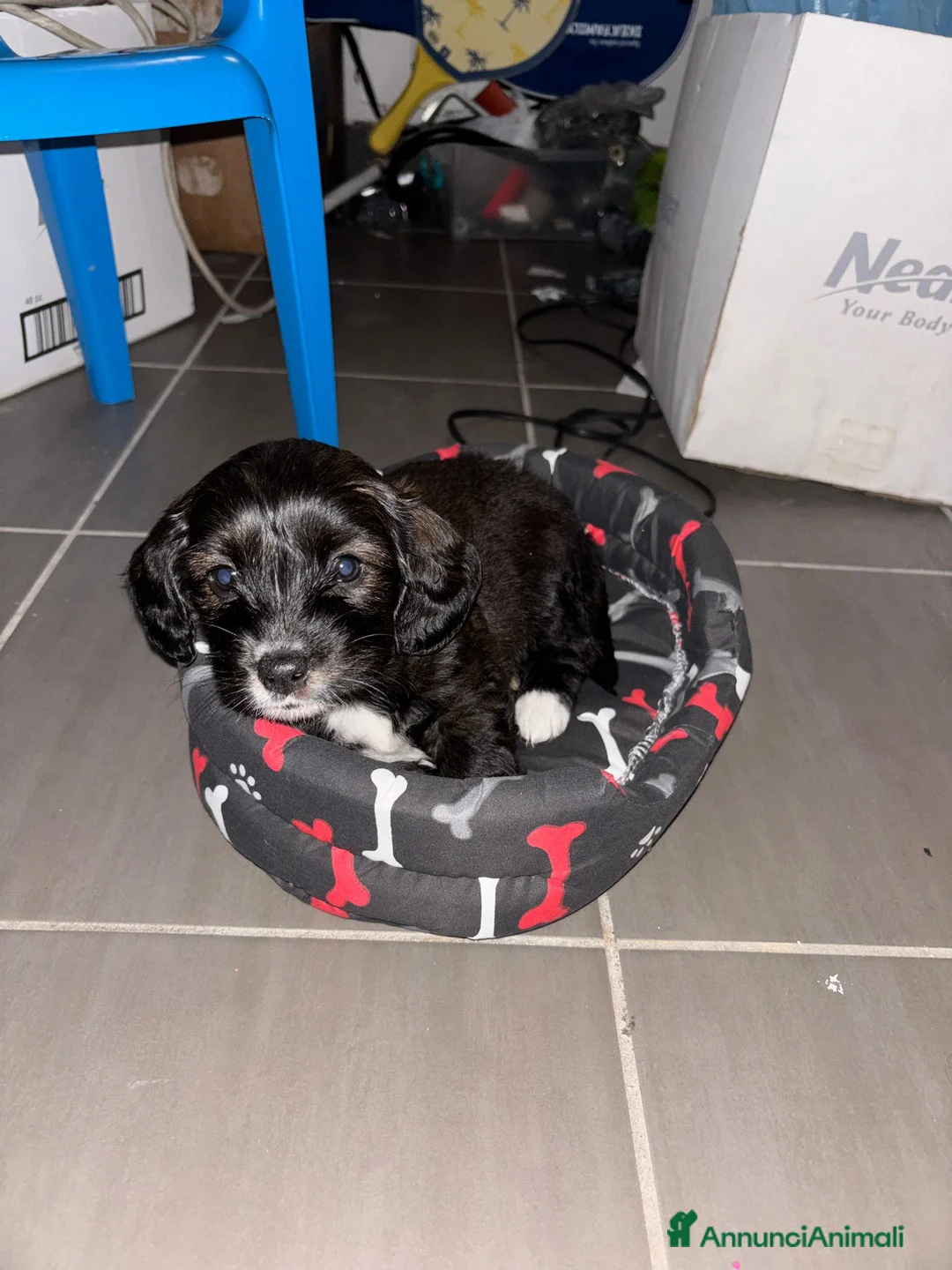 Bassotto cani in vendita: è un bassotto a pelo lungo - Annuncio 1