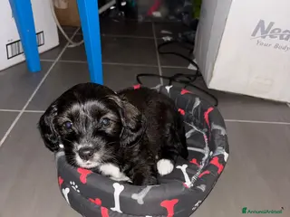 Bassotto cani è un bassotto a pelo lungo - Annuncio 3