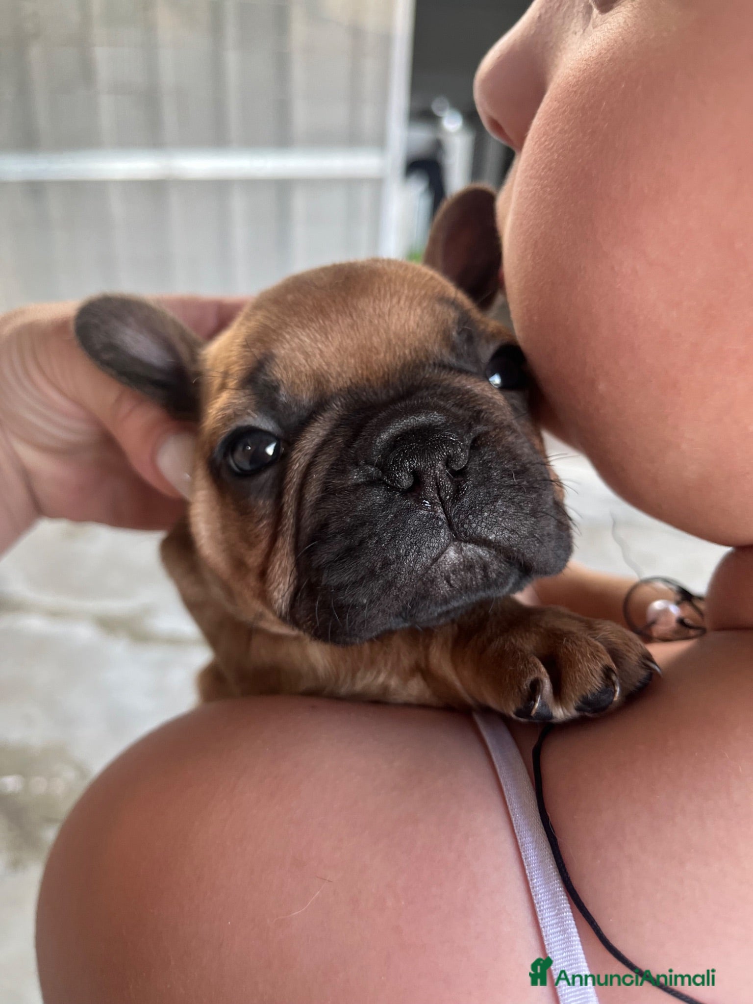 Bulldog Francese cani Cuccioli di bulldog francese esotico - Annuncio 14