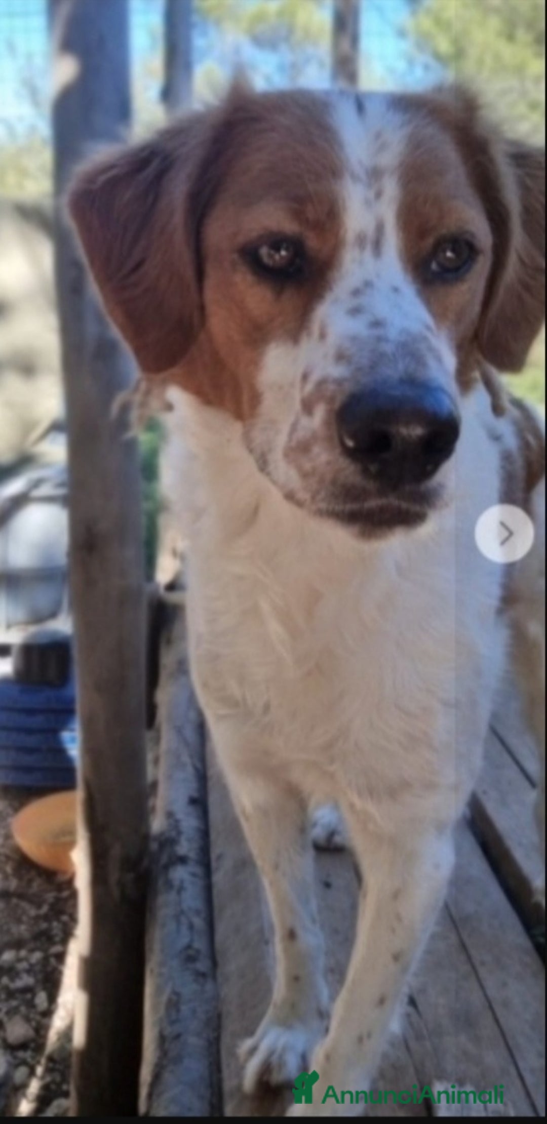 Meticcio cani in regalo: Mix Breton 3anni da randagio al canile.SOS FOGGIA a Città metropolitana di Milano - Annuncio 3