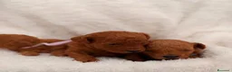 Barboncino Toy cani in vendita: Barboncini Toy di linea asiatica disponibili - Annuncio 17
