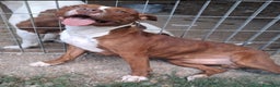 Pitbull cani in regalo: Pitbull splendido(e sorella)18mesi SOS URGENTE.SUD - Annuncio 5