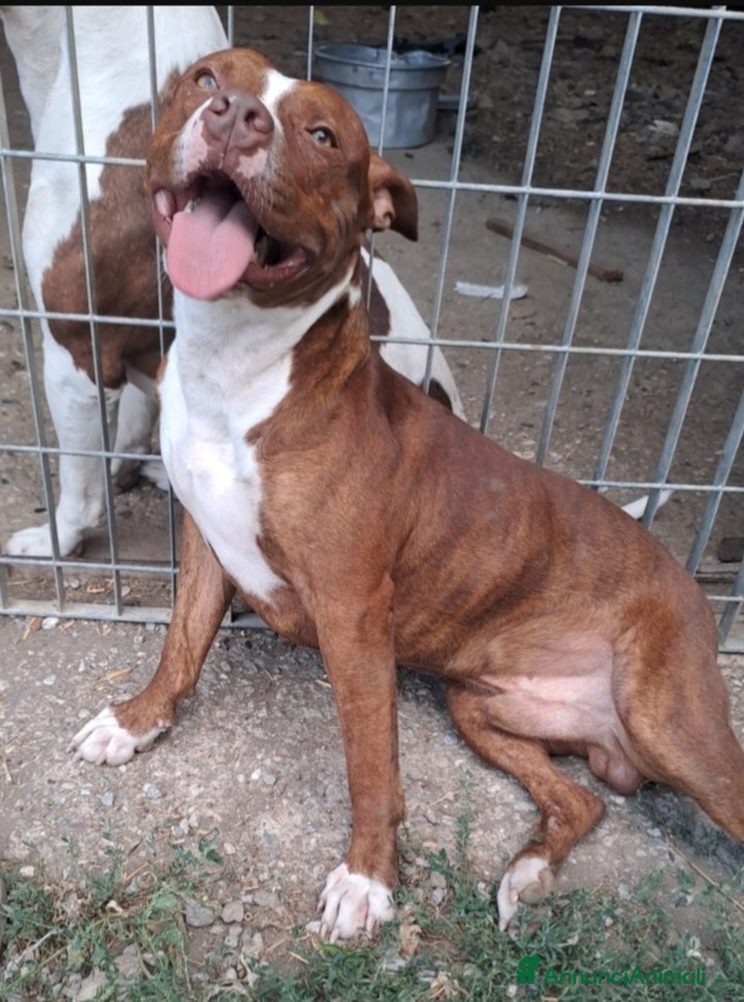 Pitbull cani in regalo: Pitbull splendido(e sorella)18mesi SOS URGENTE.SUD - Annuncio 5