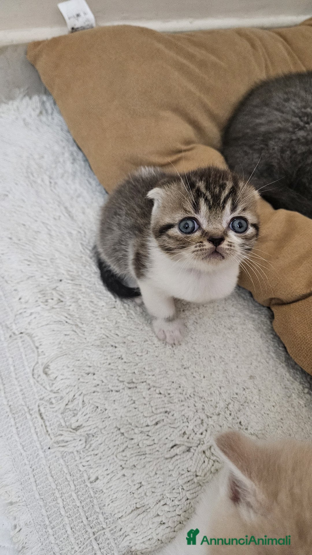 British gatti in vendita: Schottich Fold e Scottich Straight  - Annuncio 2