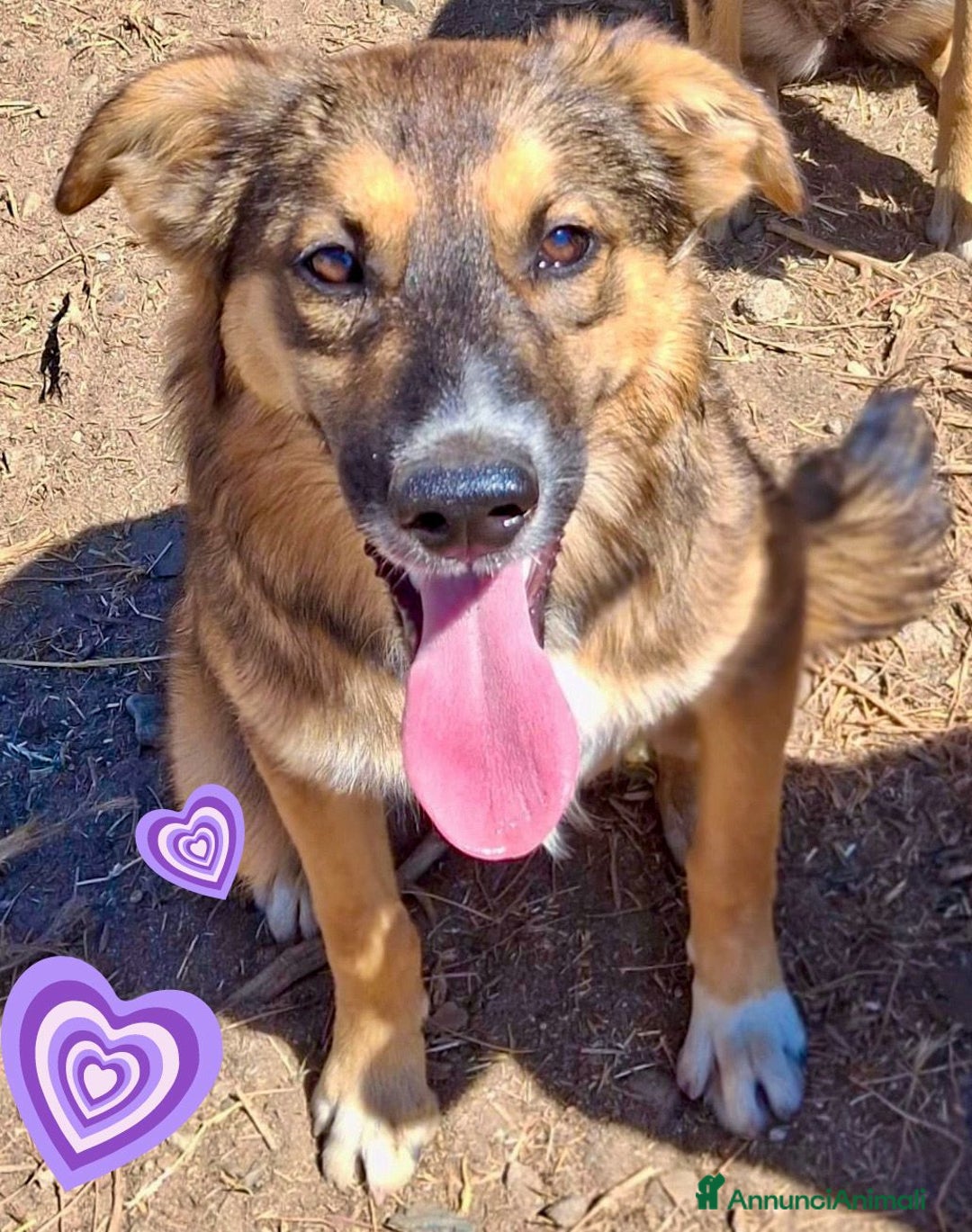 Meticcio cani in regalo: BRENDA 🩷 -cucciola dolcissima, affettuosa, solare - Annuncio 2