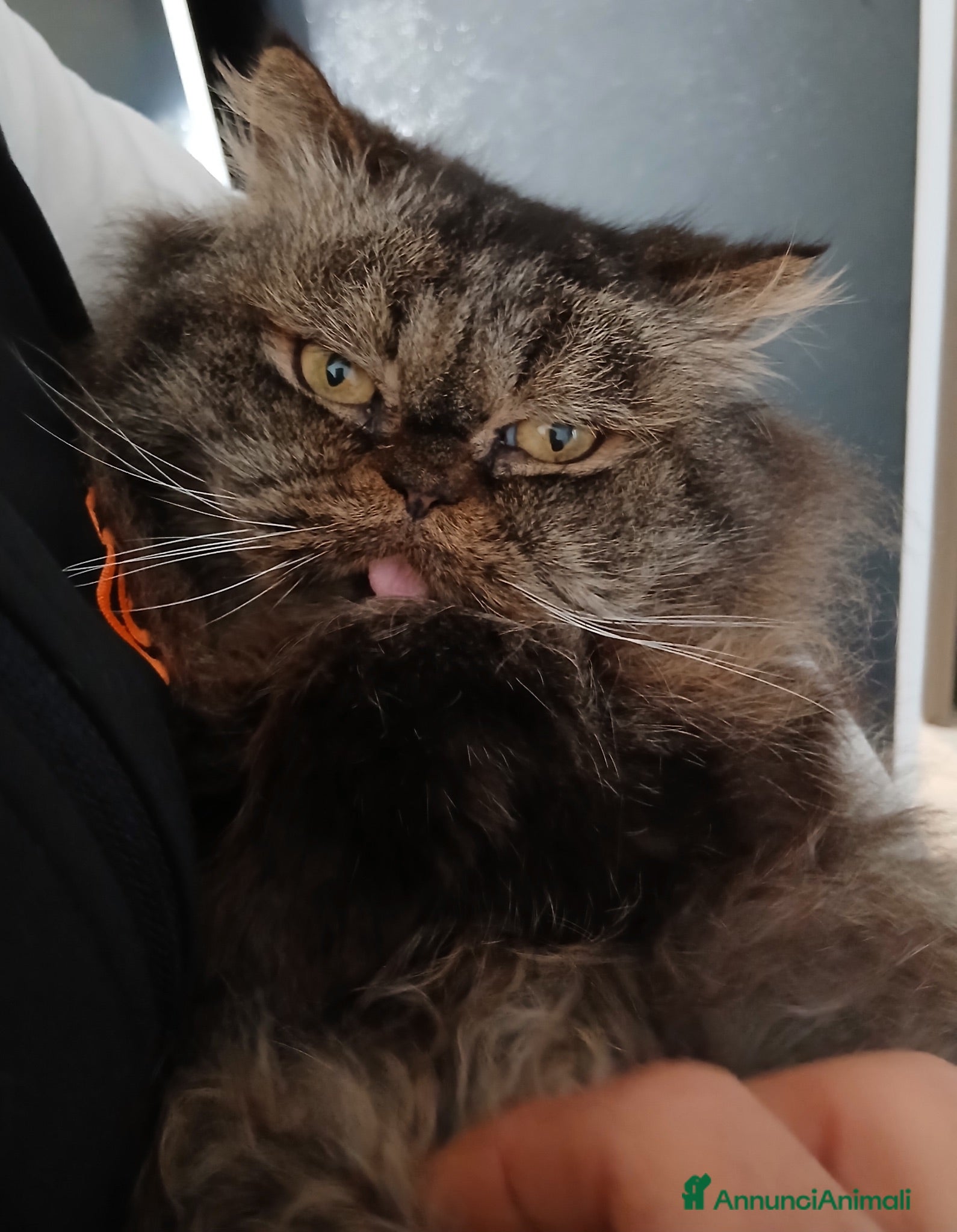Persiano gatti Gatto femmina persiano  - Annuncio 7