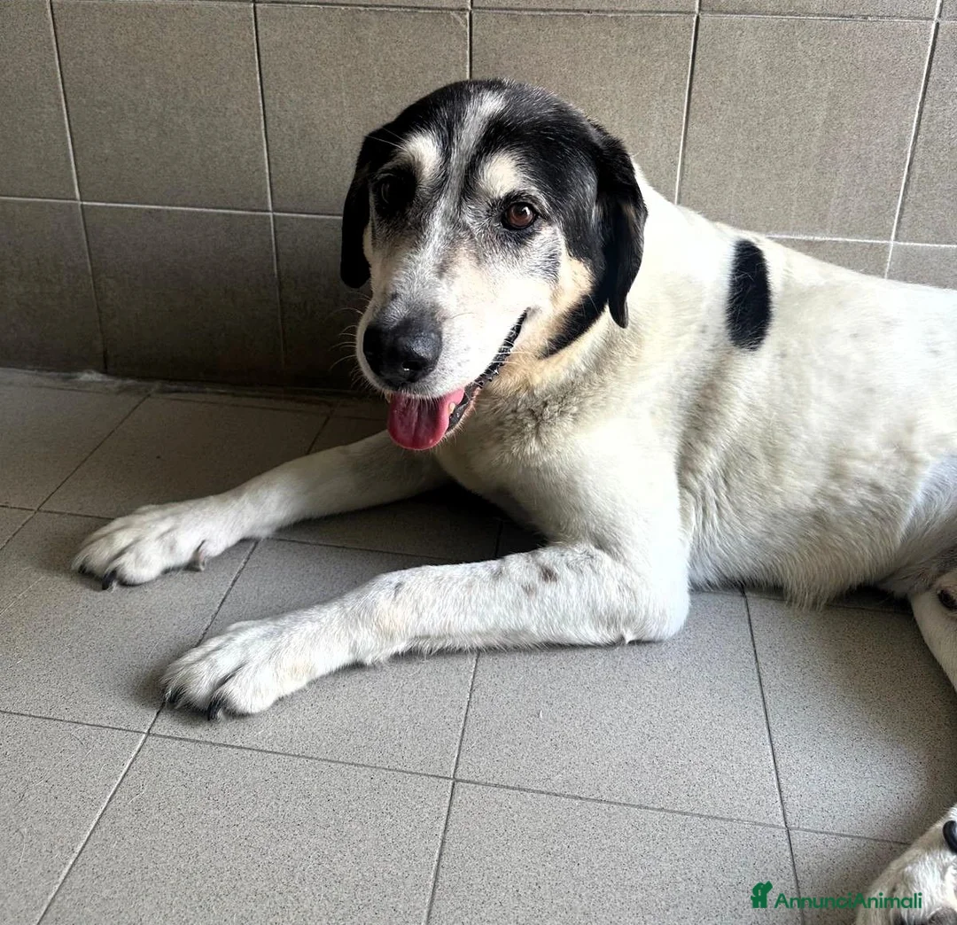 Meticcio cani in regalo: VALERIO DIVERSAMENTE CUCCIOLO - Annuncio 2
