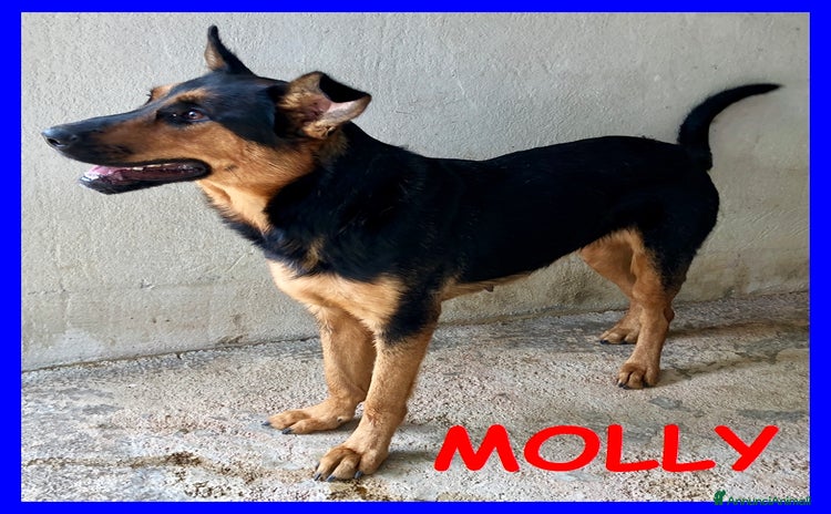 Meticcio cani a Città Metropolitana di Torino - Annuncio 15