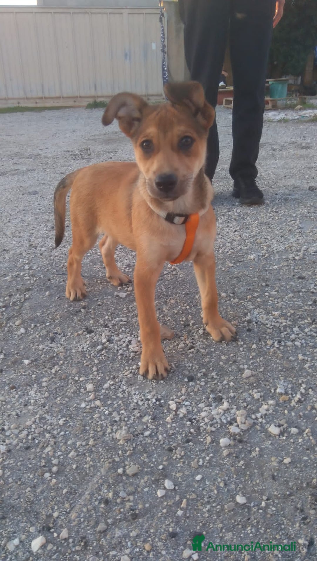 Altre razze cani in regalo: luna e lucilla - Annuncio 4