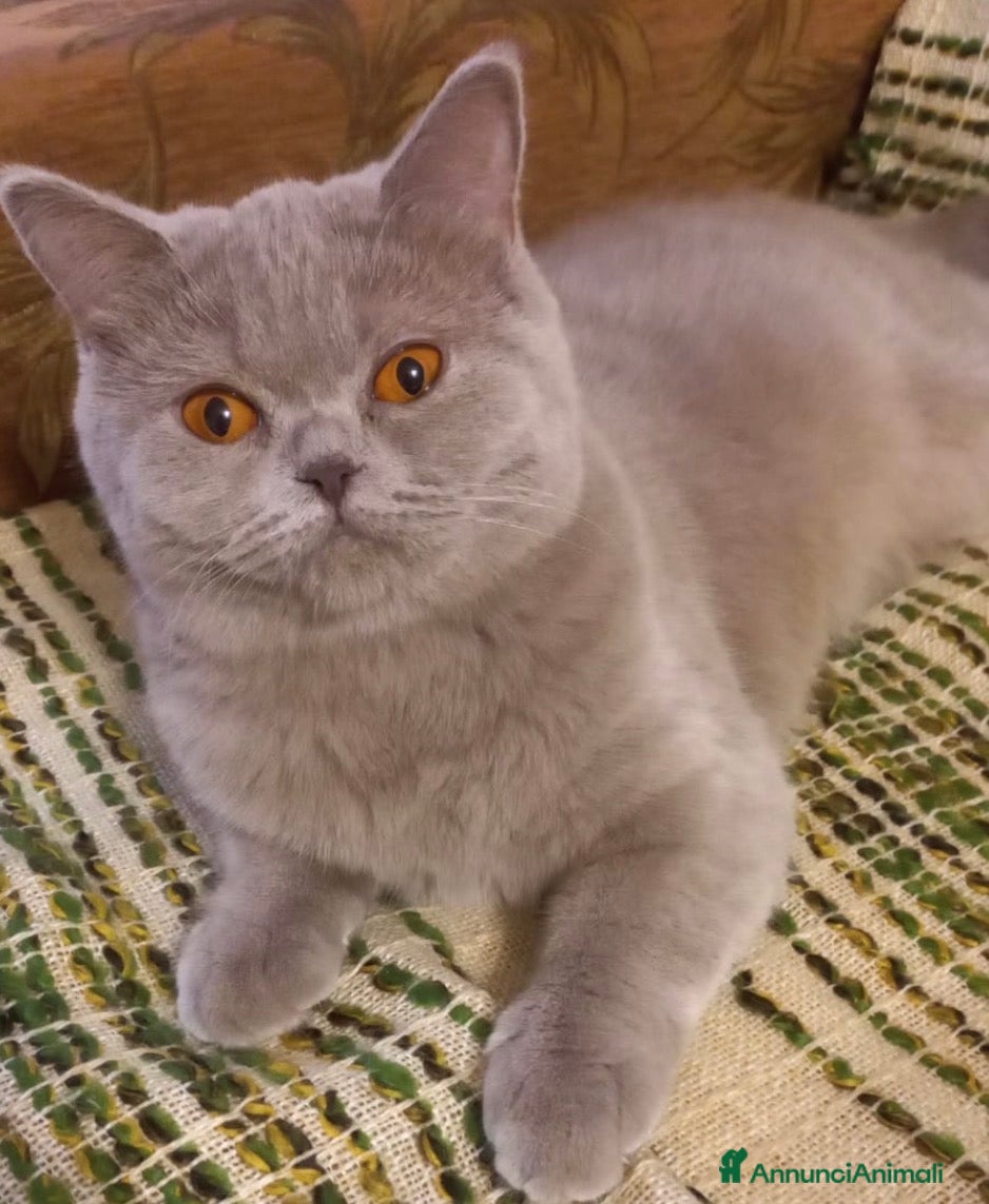 British gatti Scottish fold sthrait  - Annuncio 1