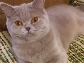 British gatti Scottish fold sthrait - Annuncio 1