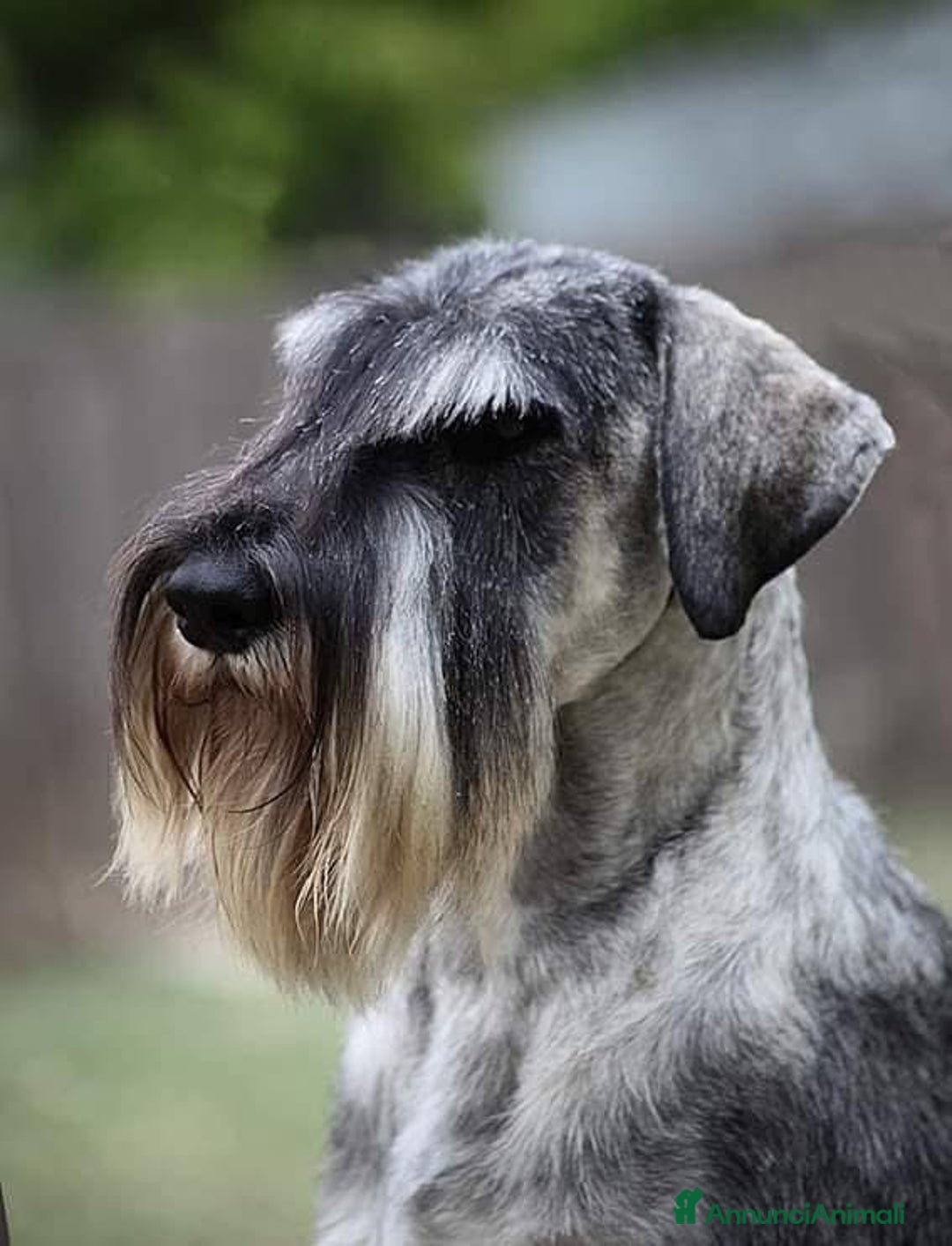 Schnauzer cani in vendita: Schnauzer medio pepe e sale - Annuncio 3