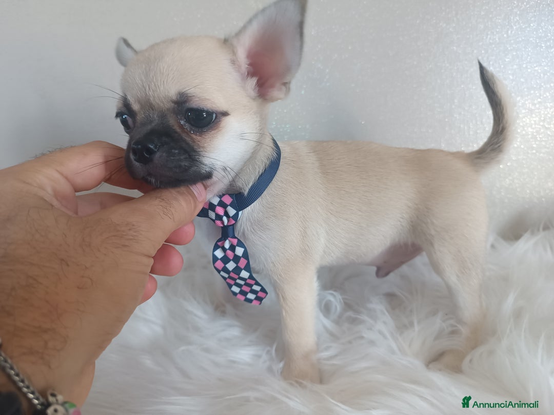 Chihuahua cani in vendita: Chihuahua maschietto pelo corto  - Annuncio 2