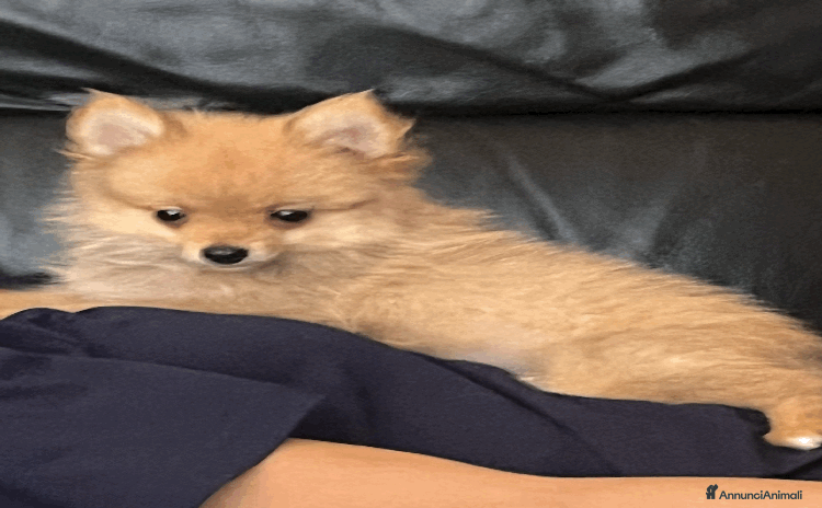 Spitz cani - Annuncio 1