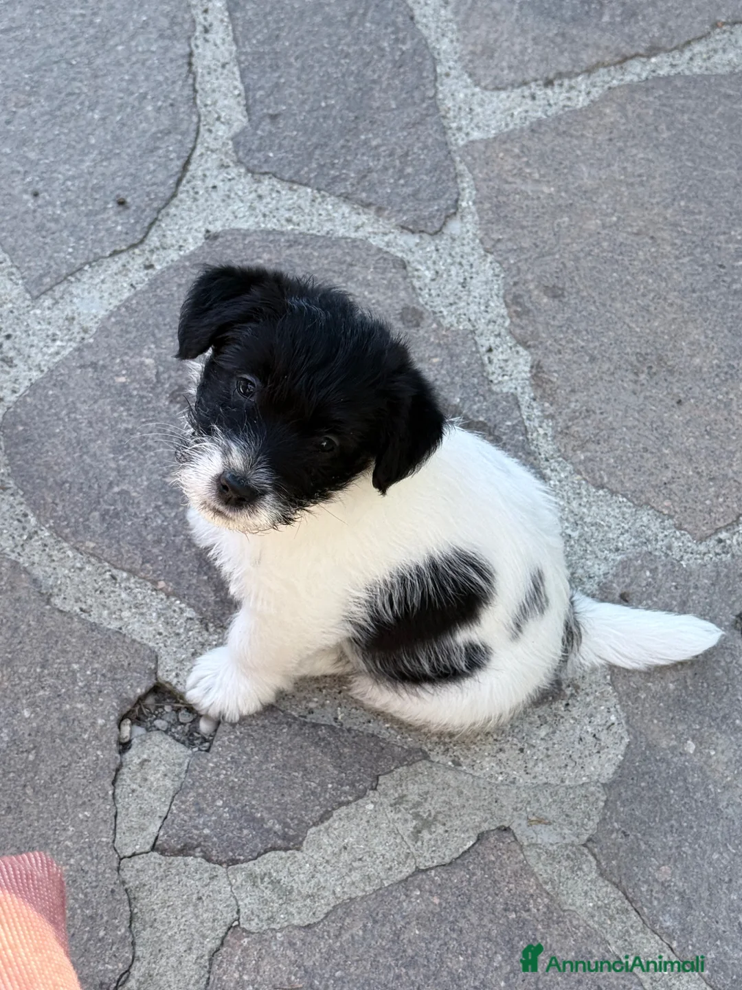 Jack Russell cani in vendita: Femmina bianco nera pelo ruvido - Annuncio 5