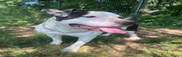 Pitbull cani in regalo: ARGO simil amstaff: vogliamo la sua rinascita a Provincia di Monza e della Brianza - Annuncio 2