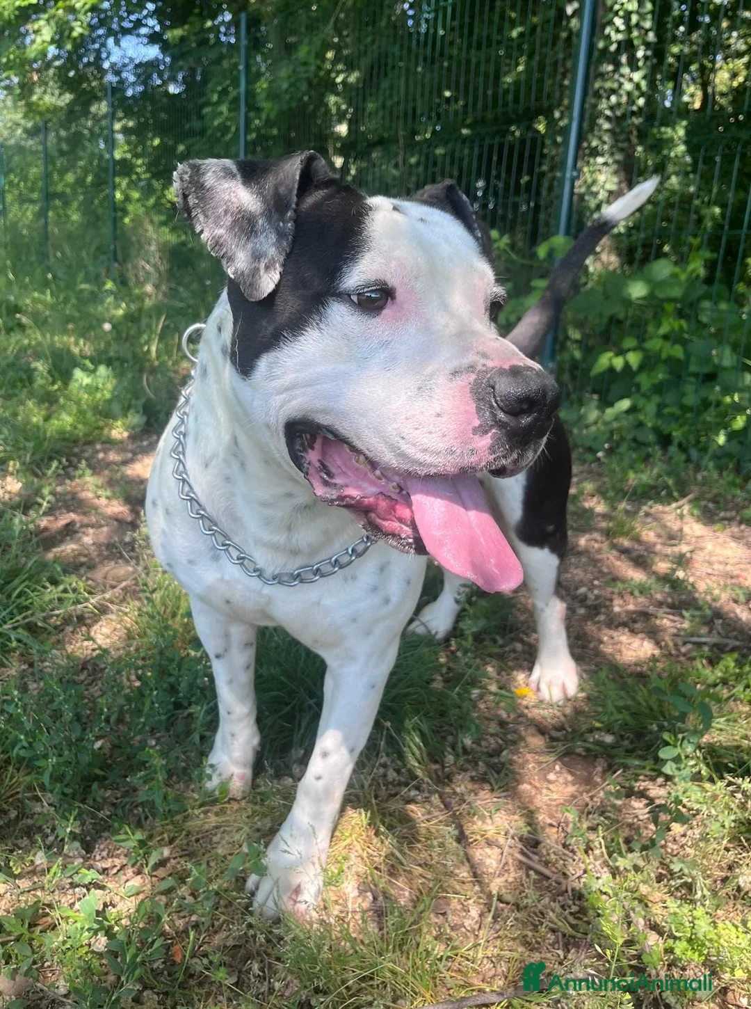 Pitbull cani in regalo: ARGO simil amstaff: vogliamo la sua rinascita a Provincia di Monza e della Brianza - Annuncio 2