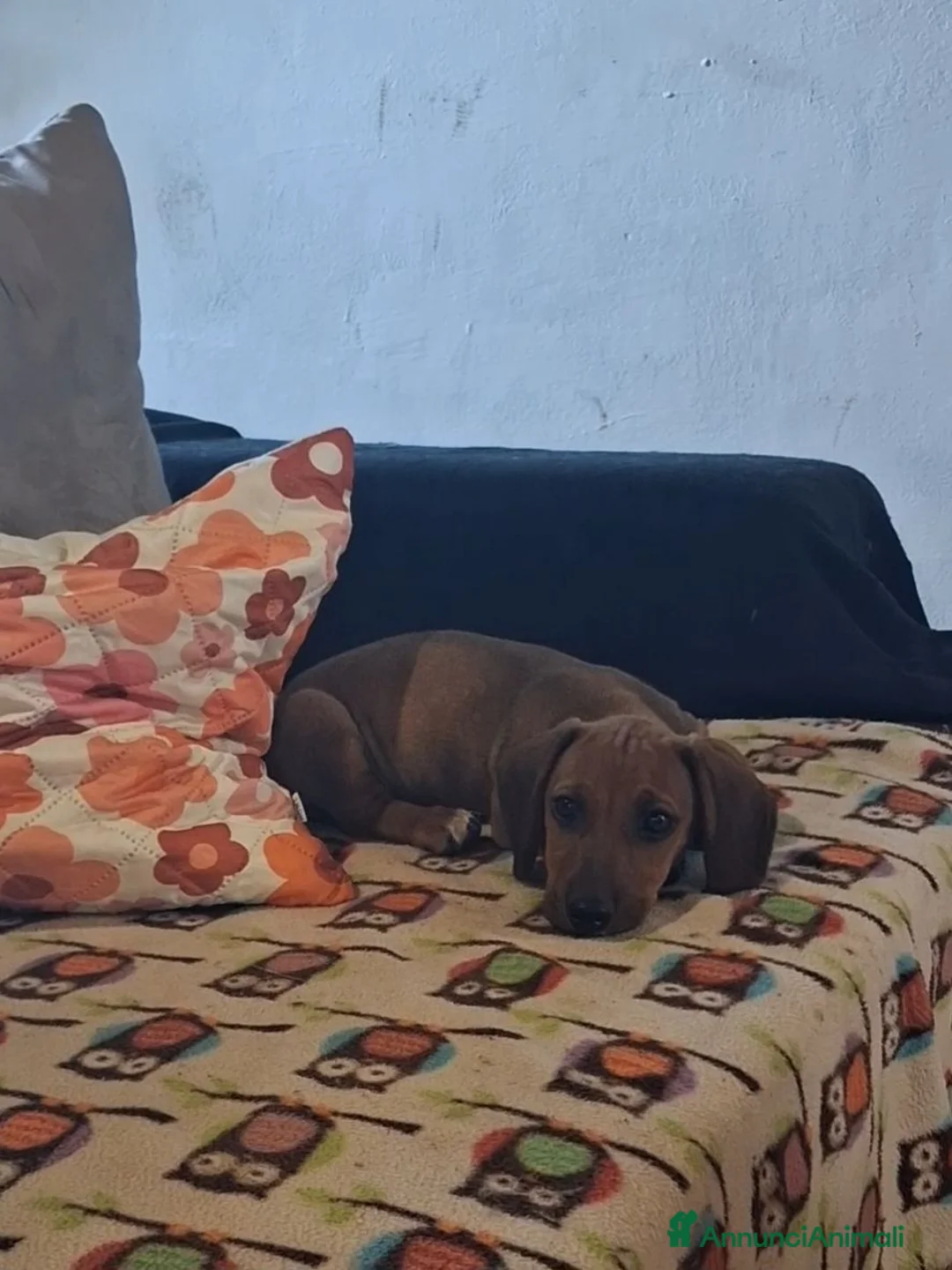 Bassotto cani in vendita: Cucciolo di bassotto - Annuncio 2