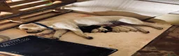 Meticcio cani in vendita: Cuccioli simil Labrador - Disponibili tra 1 mese a Città metropolitana di Palermo - Annuncio 15