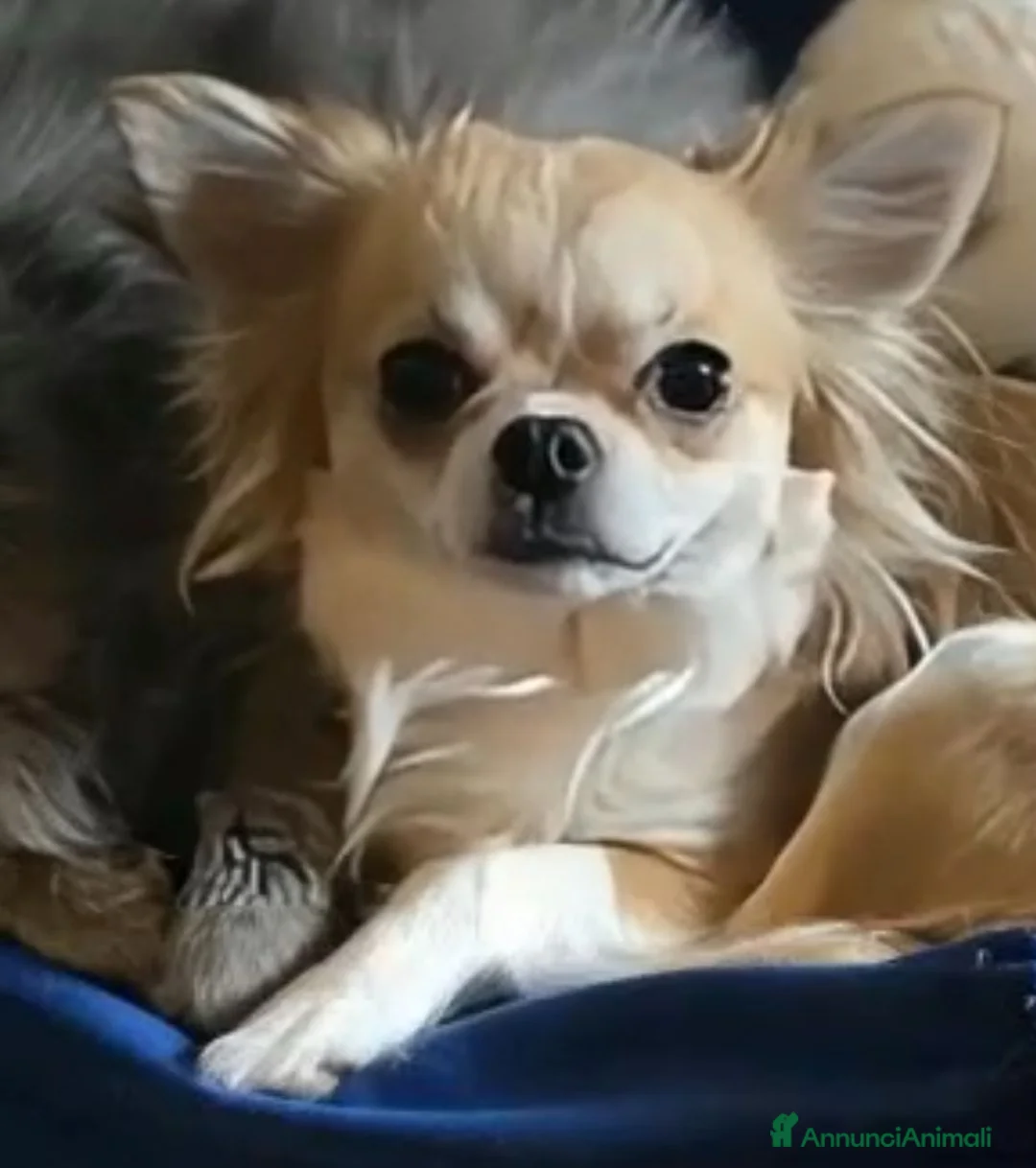 Chihuahua cani in vendita: Cuccioli di chihuahua disponibili - Annuncio 1