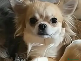 Chihuahua cani Cuccioli di chihuahua disponibili - Annuncio 1