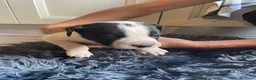 Meticcio cani in regalo: Regalo Cuccioli incrocio di Amstaff - Annuncio 3