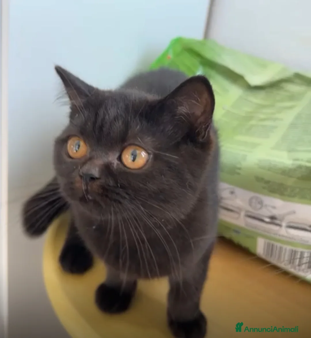 Immagine della galleria {{count}}