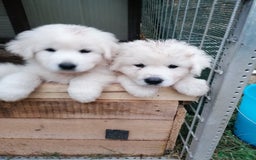 Pastore Maremmano cani in vendita: cuccioli maremmano abruzzese puri - Immagine 2